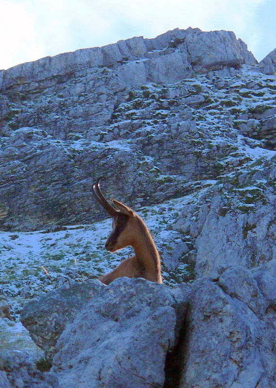 Camoscio d''Abruzzo Rupicapra pyrenaica ornata